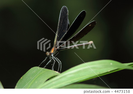 Atrocalopteryx蟬 Atrocalopteryx蟬 4473158