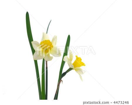 小號水仙花 4473246