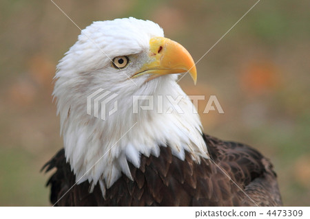 Hakutouwashi 4473309