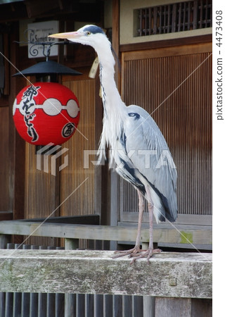 Gray heron Gray heron 4473408