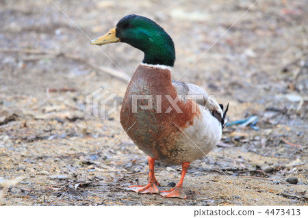 Duck 4473413