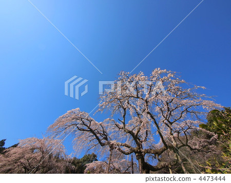 年齡340歲 4473444