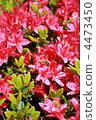 bloom, blossom, blossoms 4473450