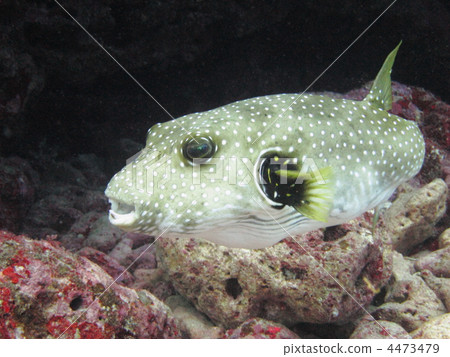 Sasanamifugu 4473479