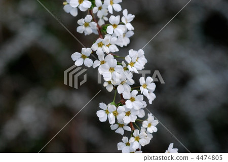 Yukiyanagi Yukiyanagi 4474805