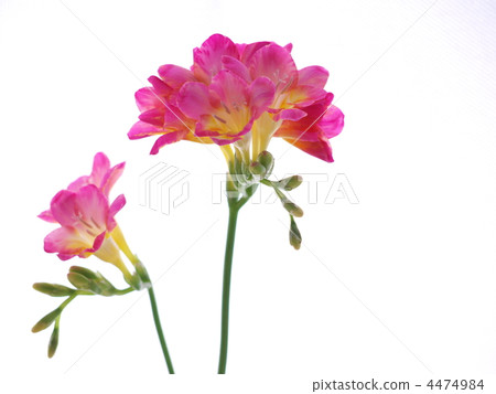 Red freesia 4474984