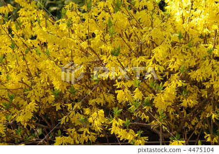 Frustrated Forsythia 4475104