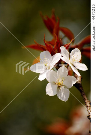 野生烏鴉 野生烏鴉 4475216