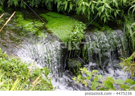 沿著水生植物漂流的新鮮綠綠眼河的清澈電流 沿著水生植物漂流的新鮮綠綠眼河的清澈電流 4475236