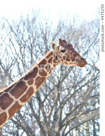 neck, giraffa, giraffe 4475250