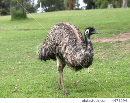 emu, bird, birds 4475294