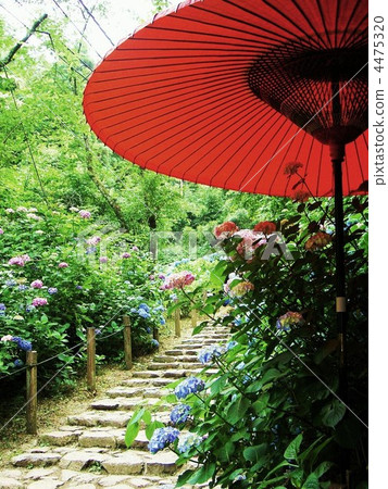 Hydrangea and umbrella 4475320