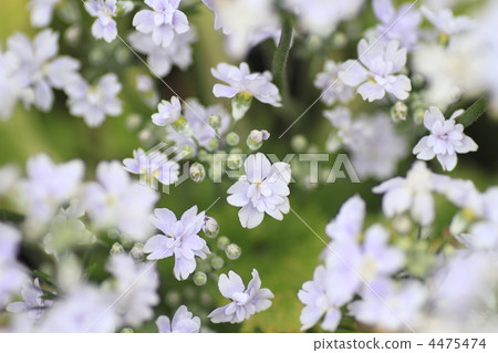 primula, double flower, flowers and incense 4475474