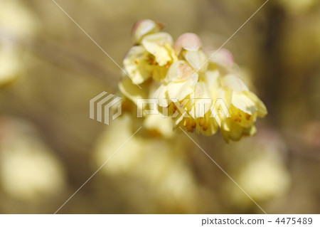 蠟瓣花 少花蠟瓣花 金縷梅科 4475489