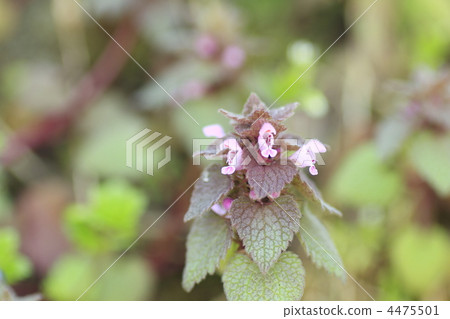 purple dead nettle, field of spring, spring field 4475501