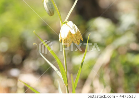fritillaria verticillata, fritillaria, liliaceae 4475533