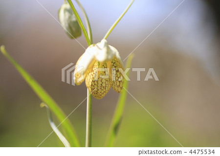 fritillaria verticillata, fritillaria, liliaceae 4475534