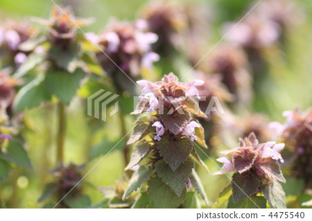 lamium purpureum, purple dead nettle, wild flower 4475540