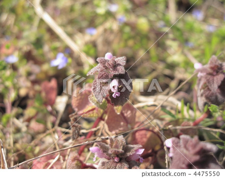 lamium purpureum, purple dead nettle, labiate flower 4475550