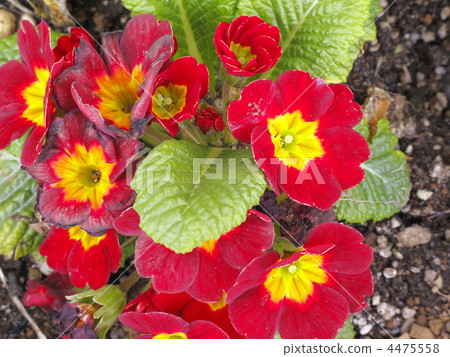 primula juliana, primula, flower garden 4475558