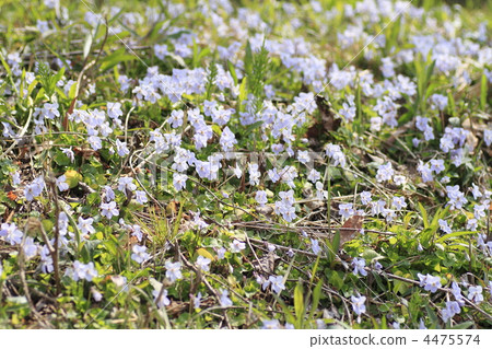 calm fields of spring, wild flower, wildflower 4475574
