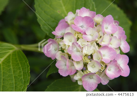 floret, hydrangea, hydrangeaceae 4475613