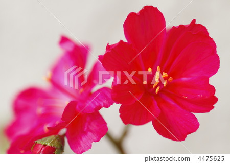 lewisia, bloom, blossom 4475625