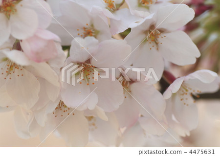 櫻花 櫻 賞櫻 4475631