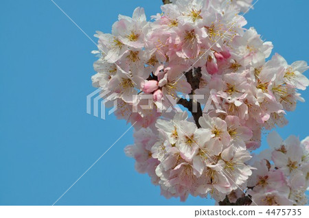 春天櫻花在藍天 4475735