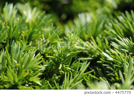 Sedum Sedum 4475770