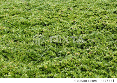 Sedum Sedum 4475771