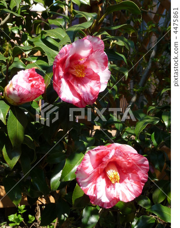 山茶花山茶花 山茶花山茶花 4475861