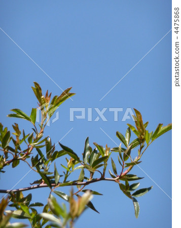 Branches of moccowara stretching toward spring blue sky Branches of moccowara stretching toward spring blue sky 4475868