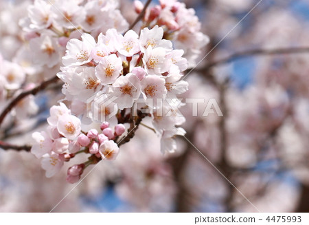 Cherry blossom 4475993