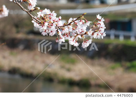 櫻花 櫻花 4476003