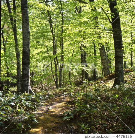 Beech's virgin forest Beech's virgin forest 4476126