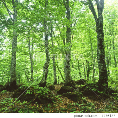 Beech's virgin forest Beech's virgin forest 4476127