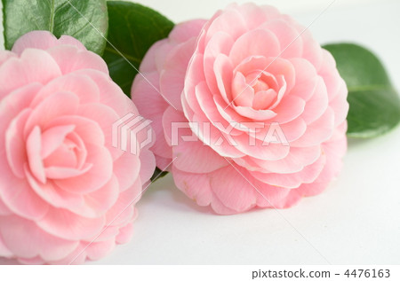 Pink camellia 4476163