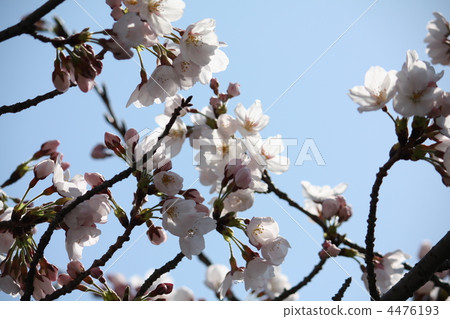 Cherry Blossoms	 4476193