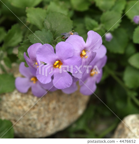 假馬齒莧 假馬齒莧 4476652