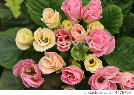 Primula Candy Magic Primula Candy Magic 4476703