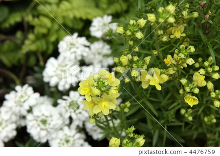 Linalia和Iberis 4476759