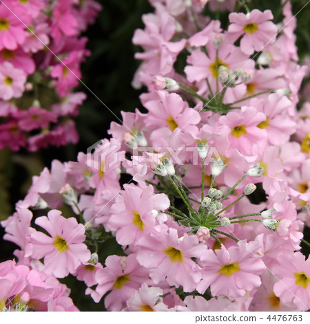 報春花Maracoides 4476763