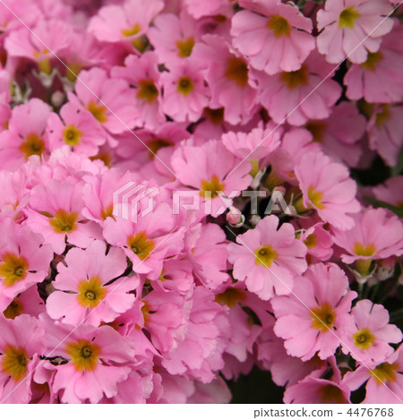 Primula Julien 4476768