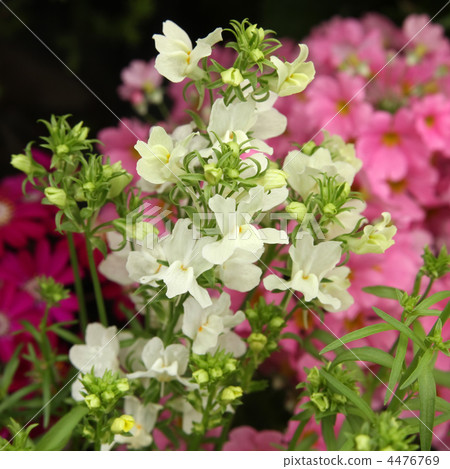 flower bed  4476769