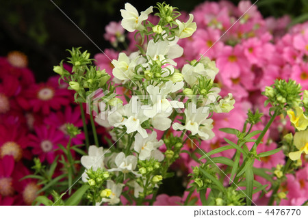 flower bed  4476770