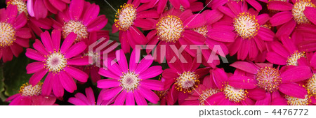 Cineraria 4476772