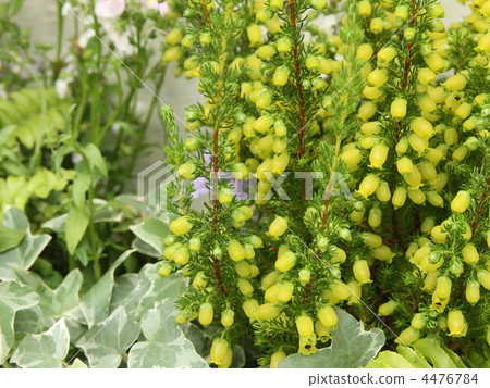 Erika Brand Foria 4476784