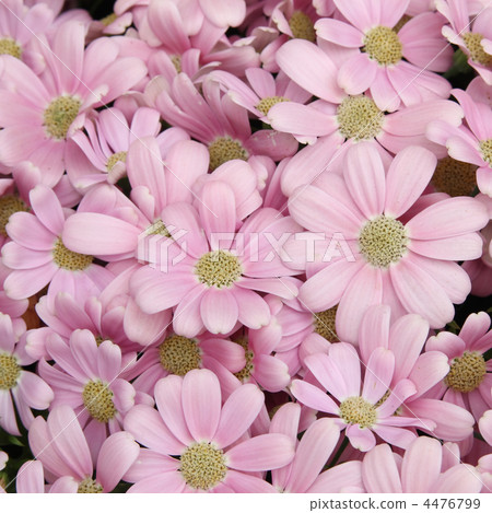 Cineraria Cineraria 4476799