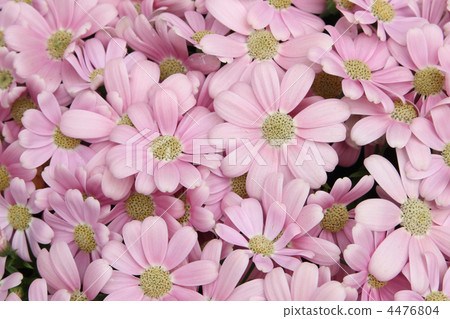 Cineraria Cineraria 4476804
